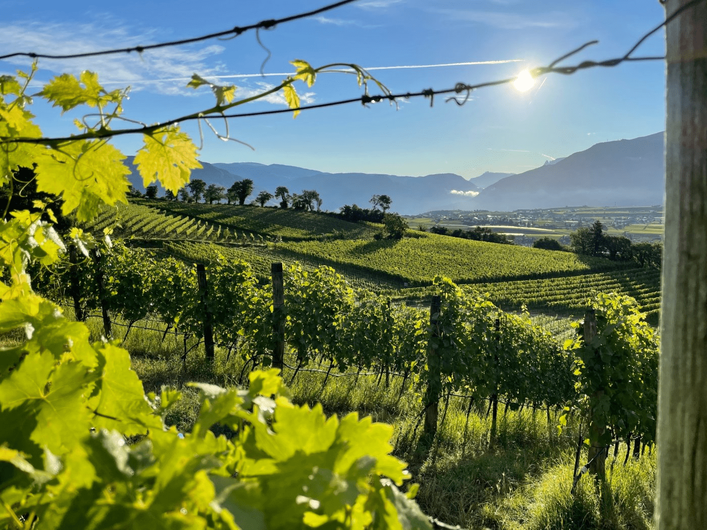 Schloss Englar vineyards